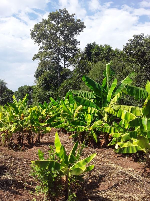 Yaguaron for sale 5 hectares with special housing for farm or