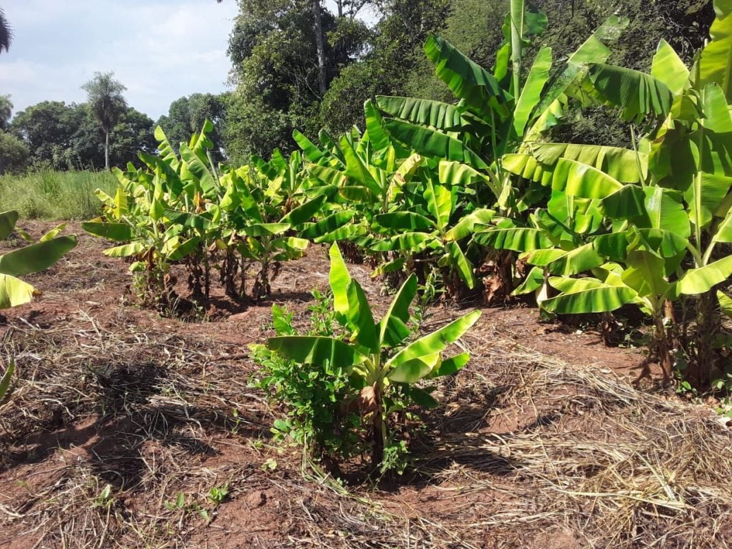 Yaguaron for sale 5 hectares with special housing for farm or