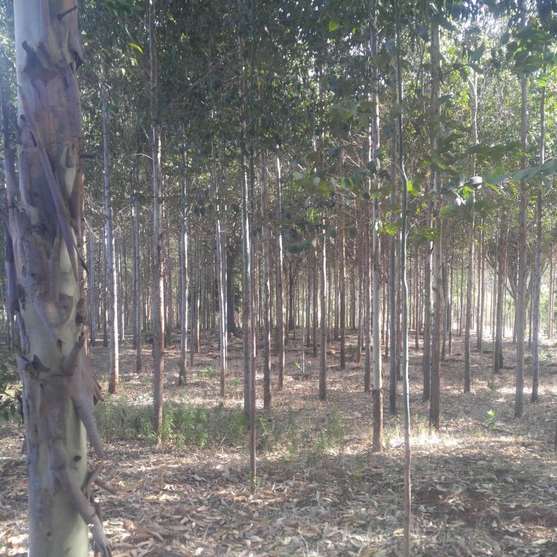 11 acre farm for sale in nanyuki kenya, Land for sale Timau, meru