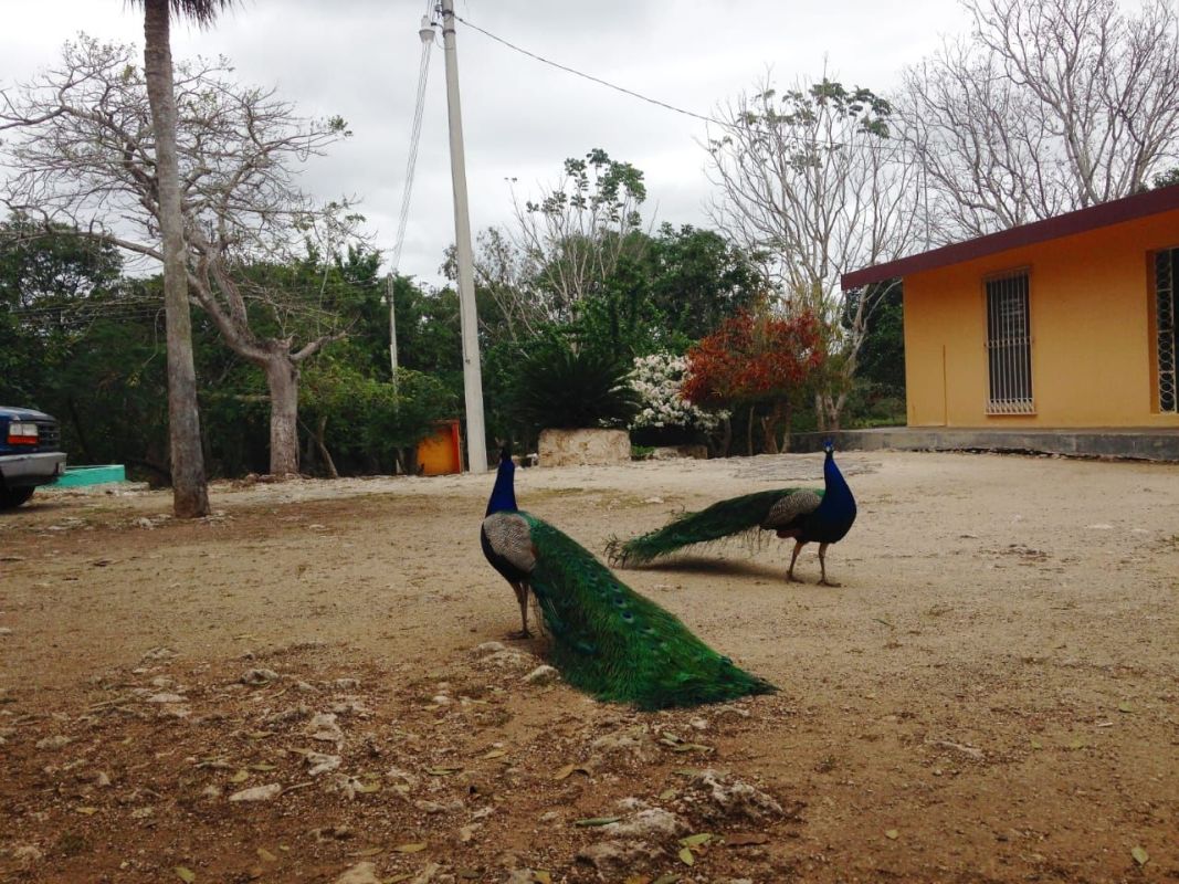 Cattle ranch with 12 cenotes, Land for sale Loma sucila, oaxaca Mexico