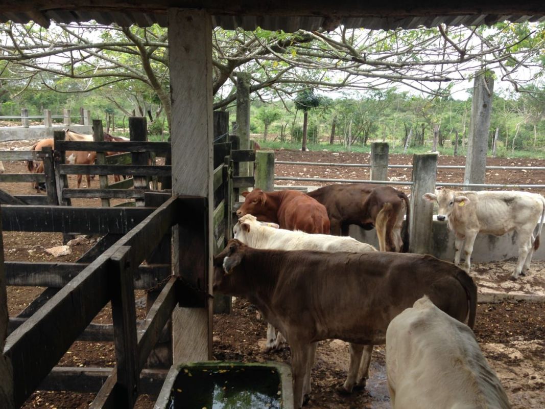 Cattle ranch with 12 cenotes, Land for sale Loma sucila, oaxaca Mexico