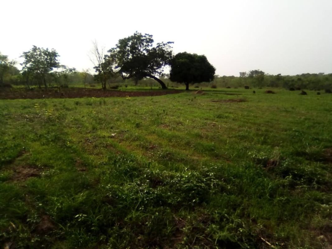 Oportunidades en savalou venta de 30 hectáreas de fincas seguras en