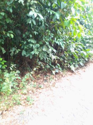 Lotissement 08 hectares disponible à Yakassé-mé