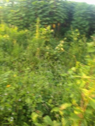 Parcelle agricole 15 hectares à Yakassé-mé