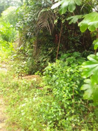 Parcelle agricole 05 hectares avec cours d'eau à Abié