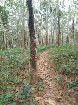 Parcelle agricole 06 hectares avec hévéa à ...