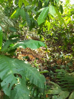 Parcelle agricole 04 hectares à Abié