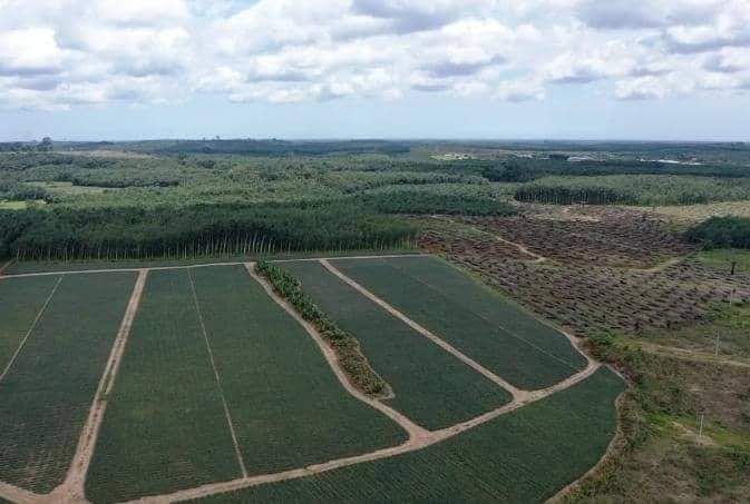 For sale 1 ha bonoua industrial zone ivory coast for subdivision financing delivered with ACD + Cash or step payment approval