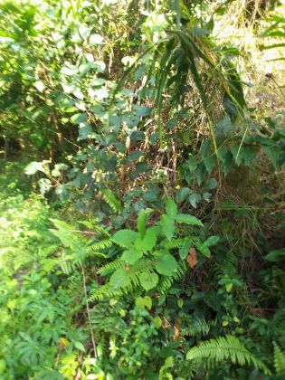 Parcelle agricole 01 hectare à Abié