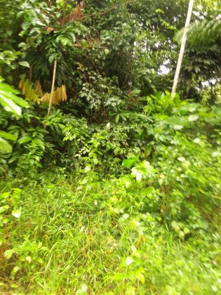 Parcelle agricole 04 hectares à Abié