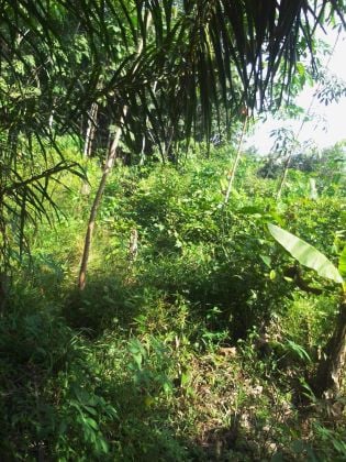 Parcelle agricole 10 hectares à Yakassé-mé