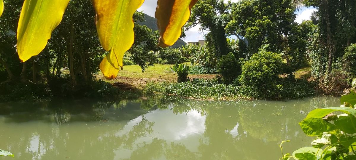 a vendre a moka superbe terrain en bordure de riviere, Terrain à vendre à l'Ile Maurice