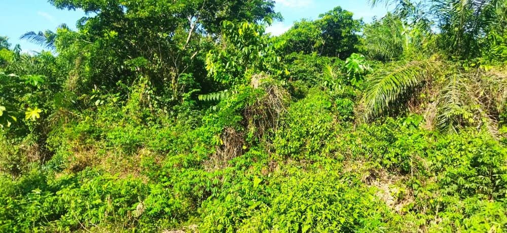 Parcelle terrain 01 hectare à Abié