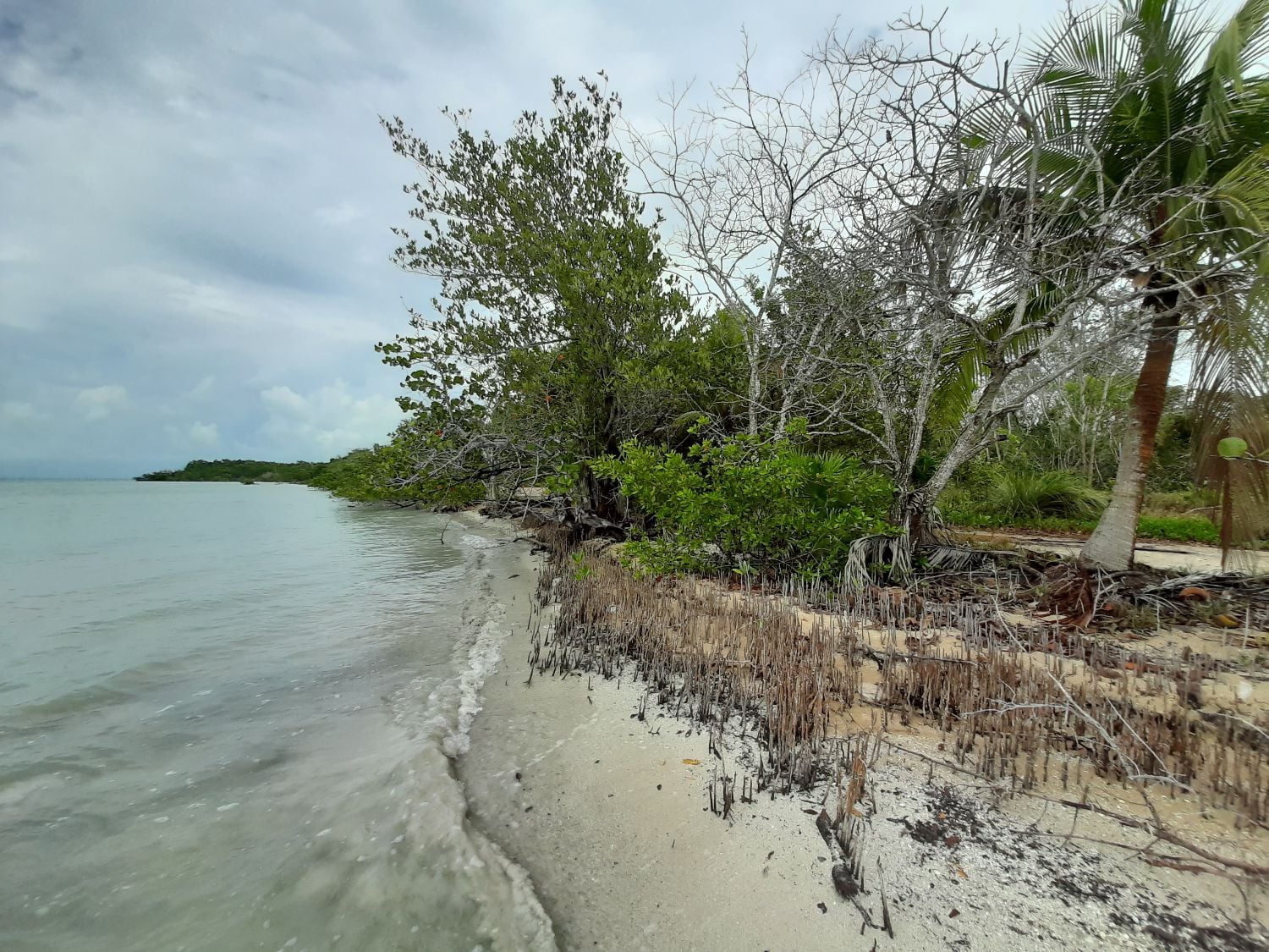 3 Prime Parcels of Land in Sarteneja