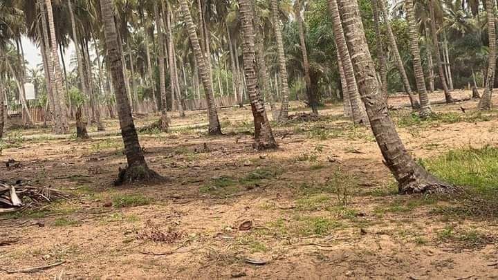 À vendre 1 hectares ( 2 lots de 5000 M2 ) à bassam mondoukou Côte d'Ivoire à 200 m de la mer 