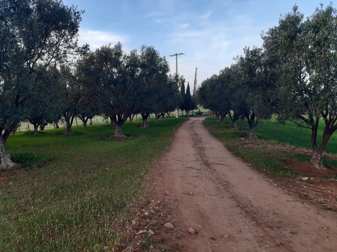 Titled land in ain johra (1ha), Land for sale Rabatsalézemmourzaër