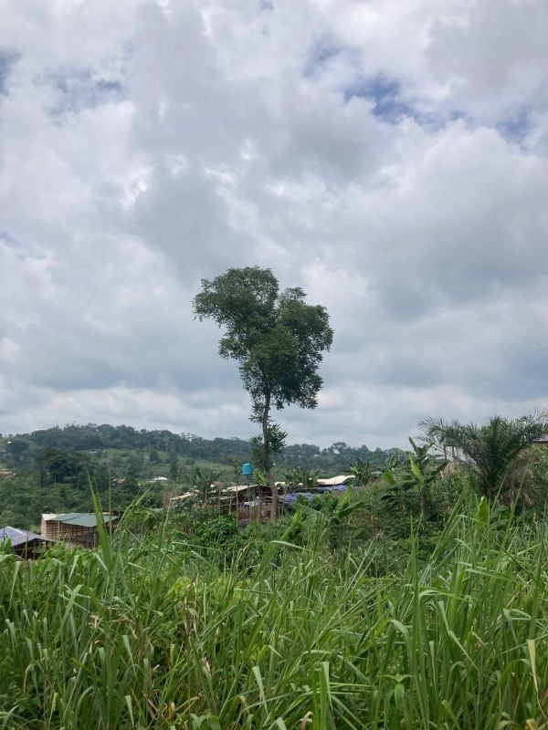Terrain titré à yaoundé nkoabang , Terrain à vendre au Cameroun