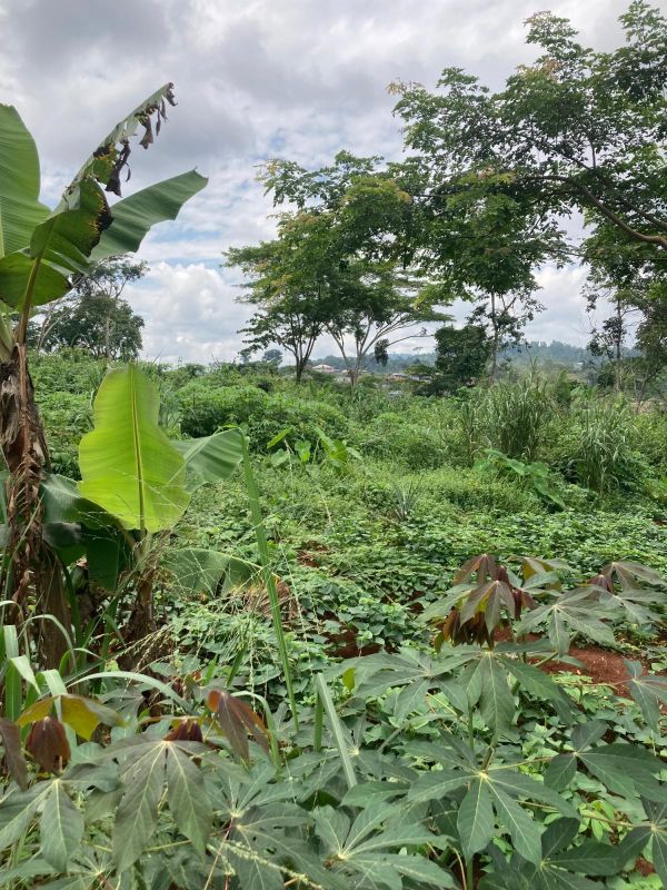 Terrain titré à yaoundé nkoabang , Terrain à vendre au Cameroun