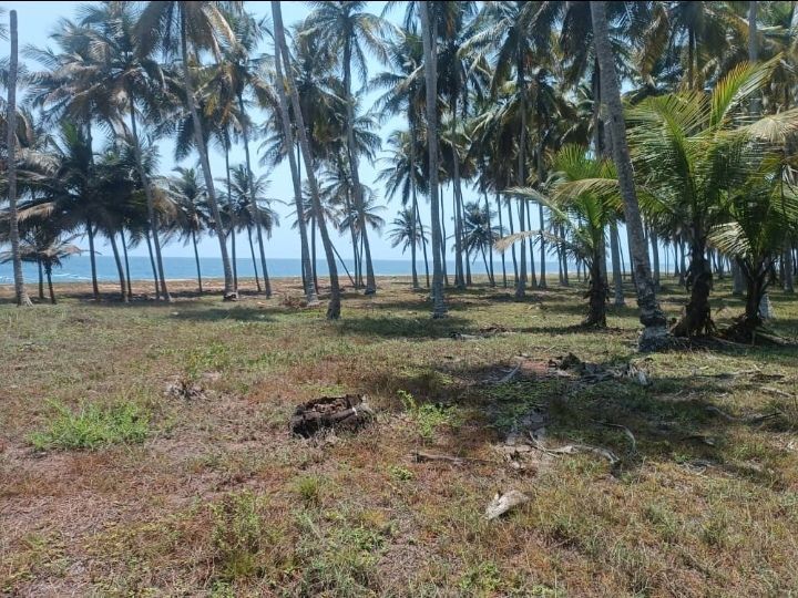 1 hectare en bordure de mer a jacqueville , Terrain à vendre Côte d