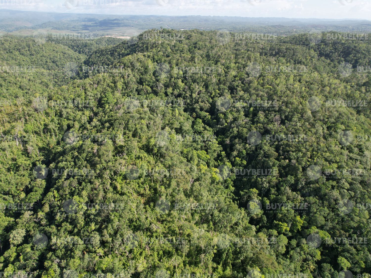 118 acres de terres agricoles à Unitedville, Belize