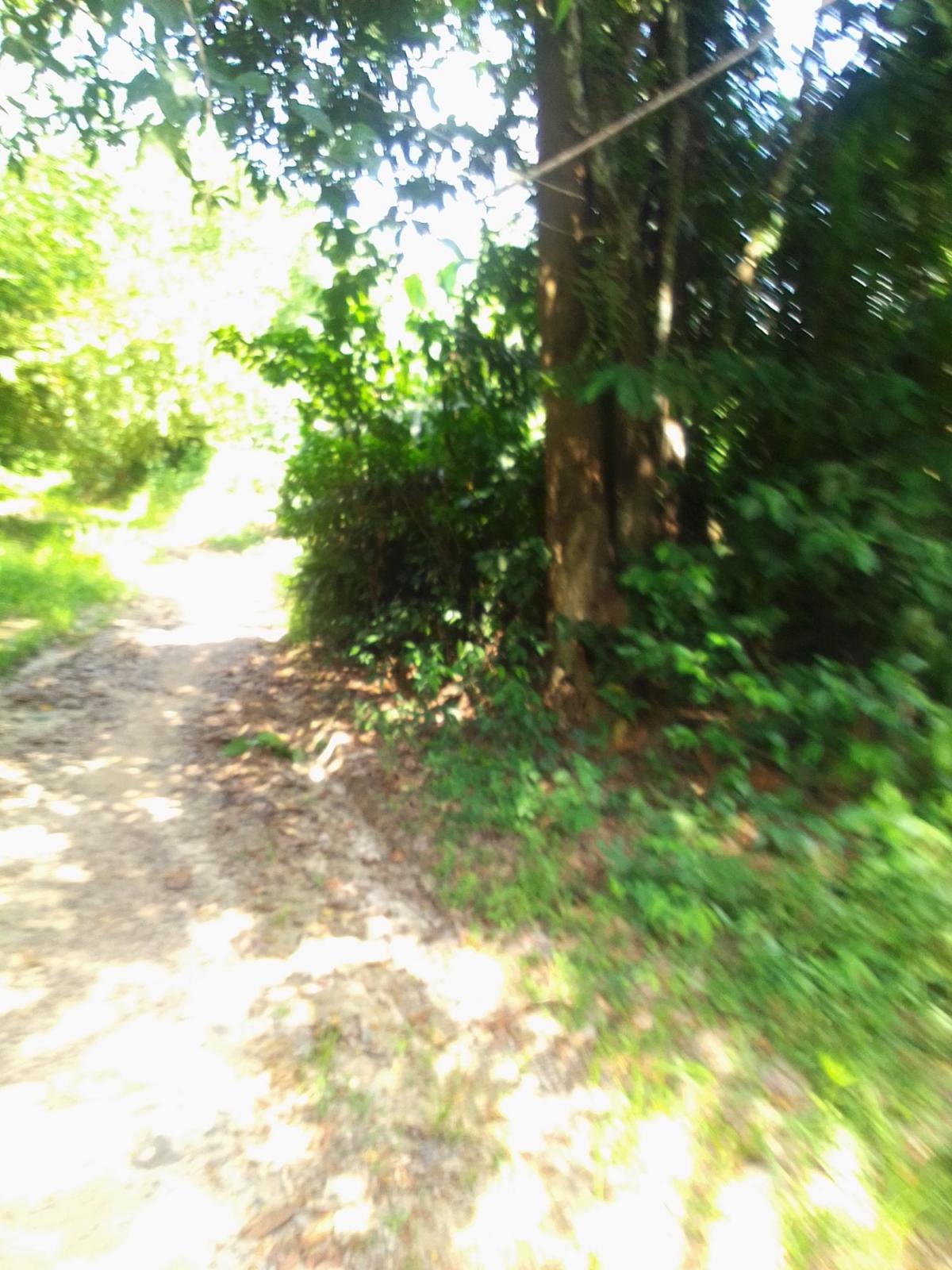 Parcelle agricole 03 hectares à Abié