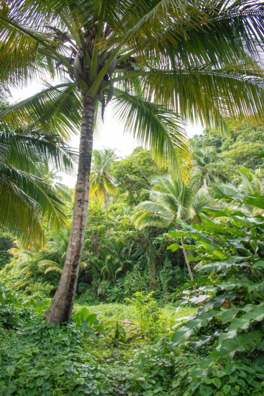 Land for sale at rosalie estate, dominica