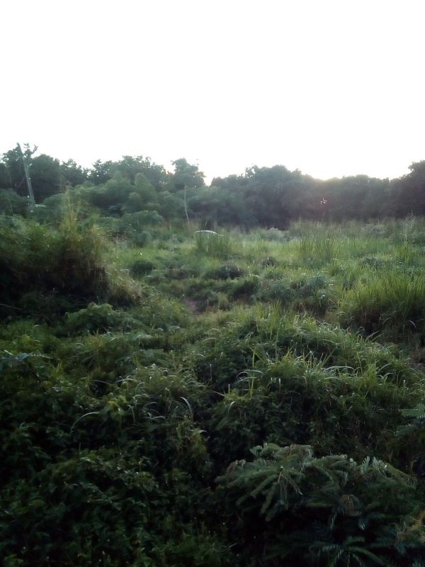 Freehold land for sale balaclava, in Mauritius