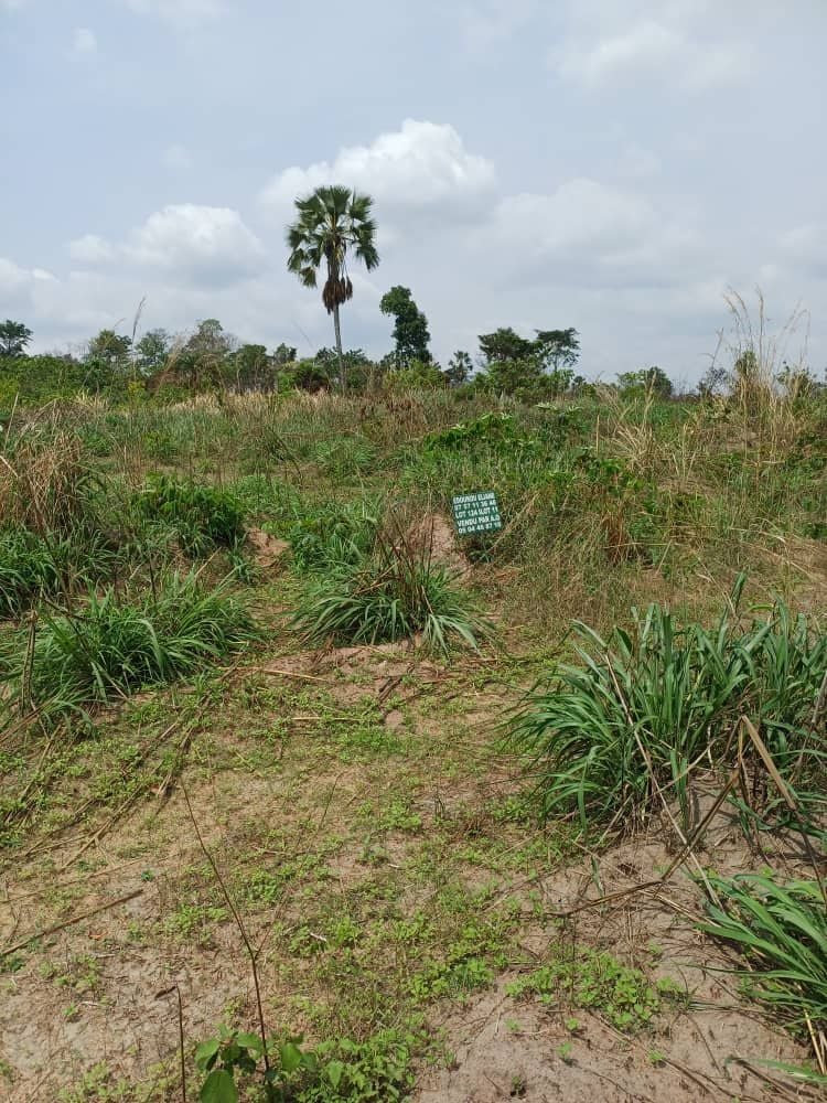 PLUSIEURS TERRAINS EN VENTE A YAMOUSSOUKRO