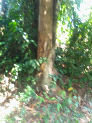 Terrain agricole 08 hectares à Abié avant Adzopé