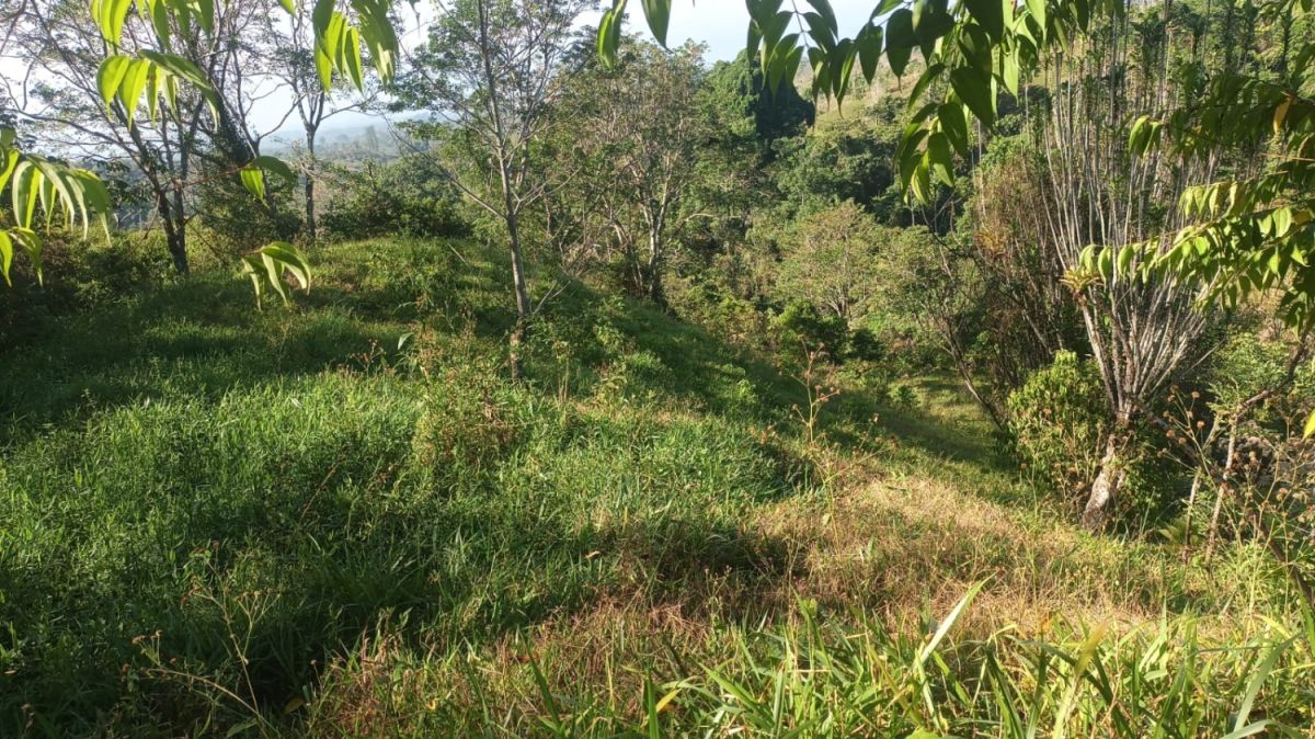 Beautiful farm/ can convert to housing 4 sale, Land for sale Costa Rica