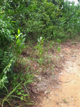 Terrain 400 m2 à Azaguié- Ahoua