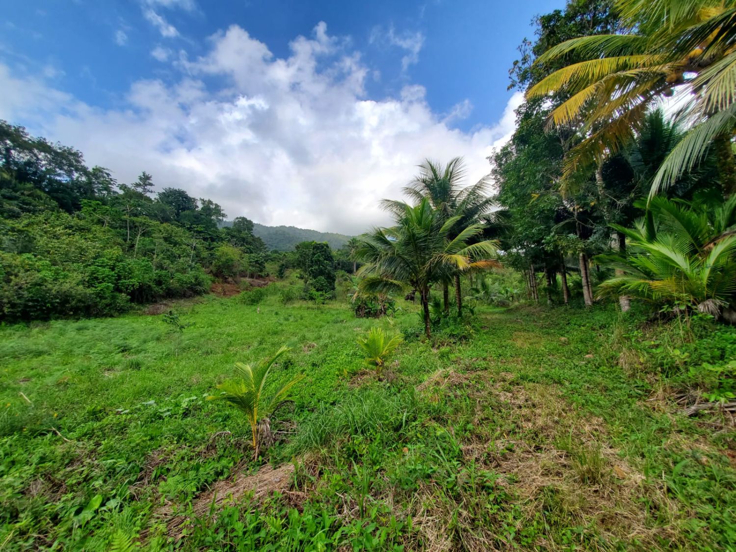 21-Acre Farmland Near Hummingbird Highway, Belize – Prime for Eco-Retreats & Farming