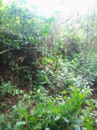 Parcelle 07 hectares avec CF à Yakassé-mé