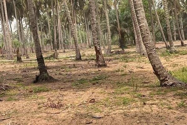 Vendita di terreno 10.000 m2 (1 ettaro) a Bassam Mondoukou a 200 metri dal ...