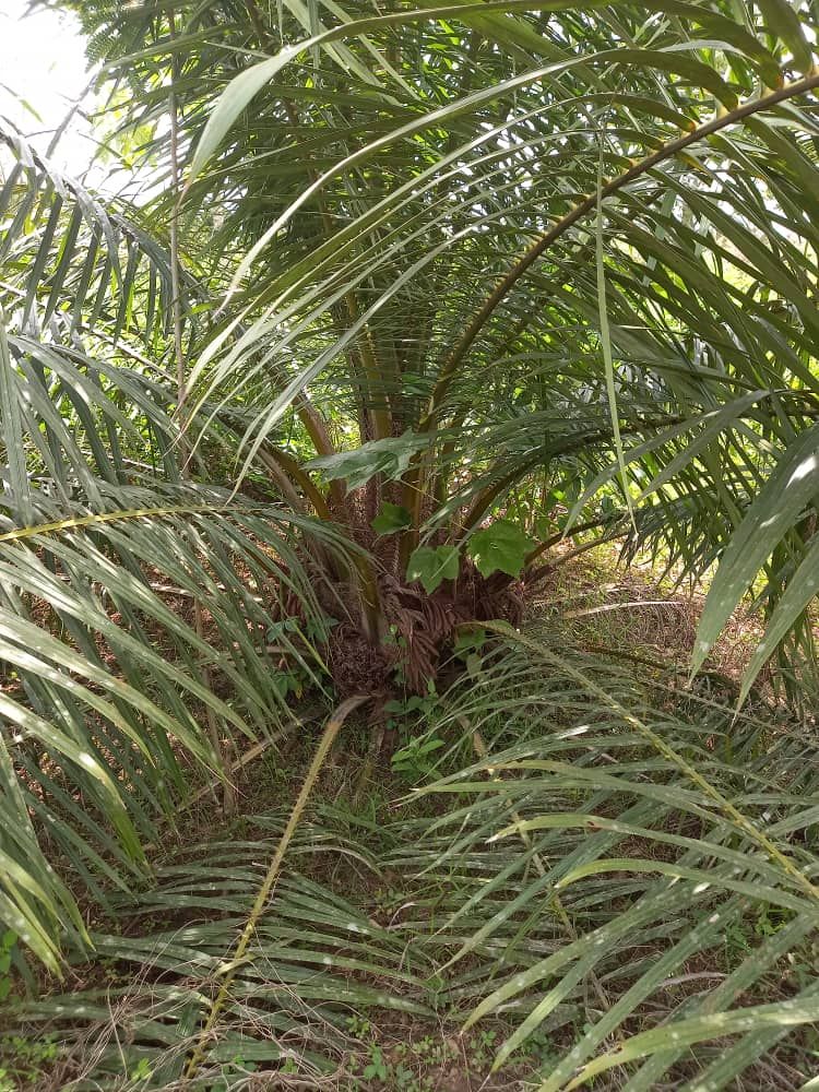Plantation de palmier 03 hectares à Azaguié