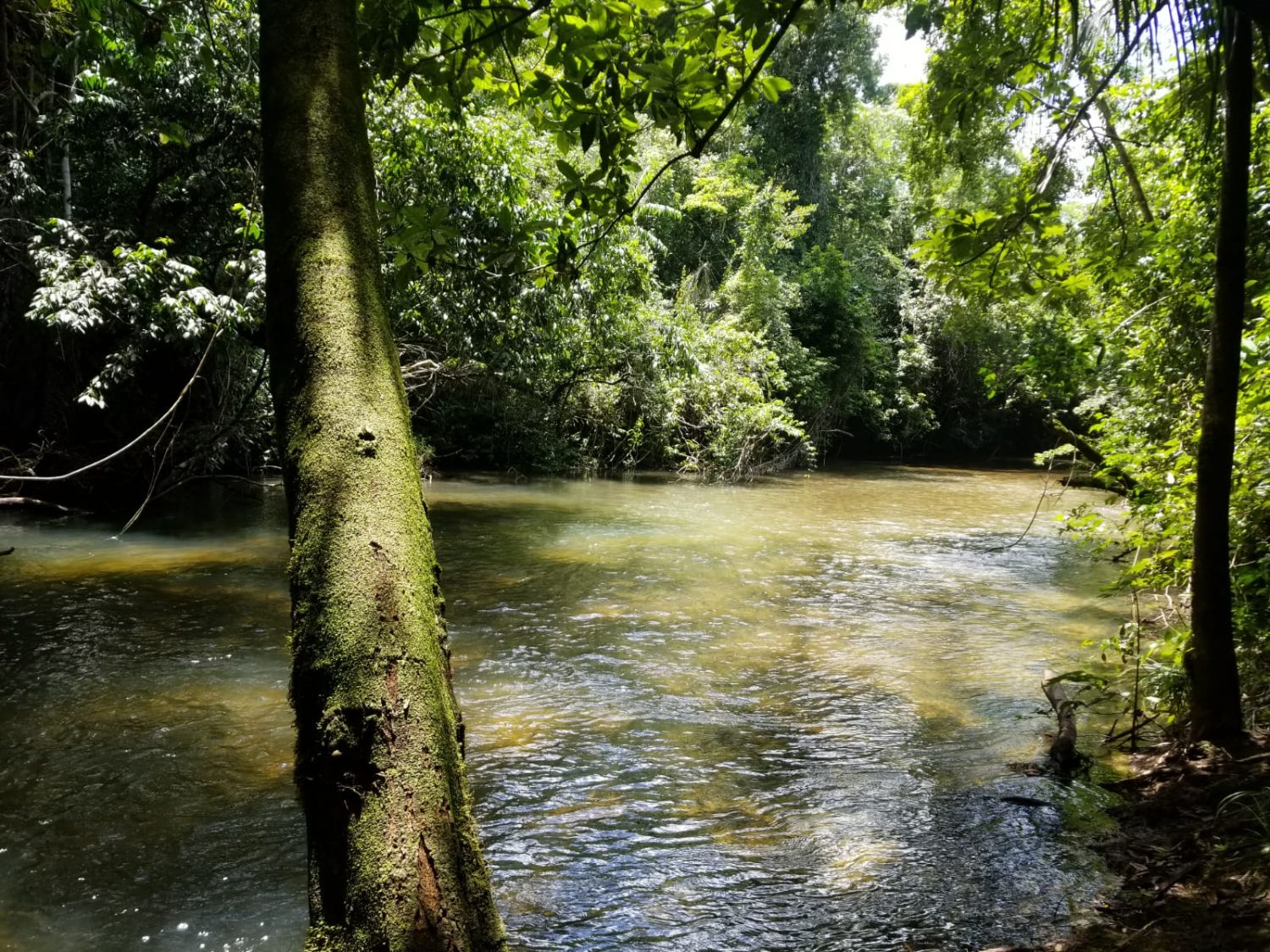 Propriété agricole de 50 acres avec ruisseau toutes saisons à Frank's Eddy, Belize