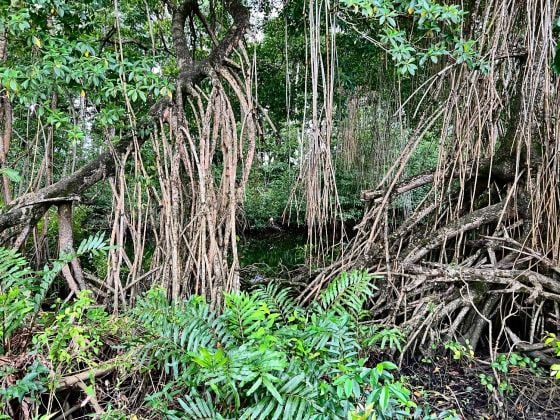 Belama Phase 3 Riverfront lot for sale in Belize city 