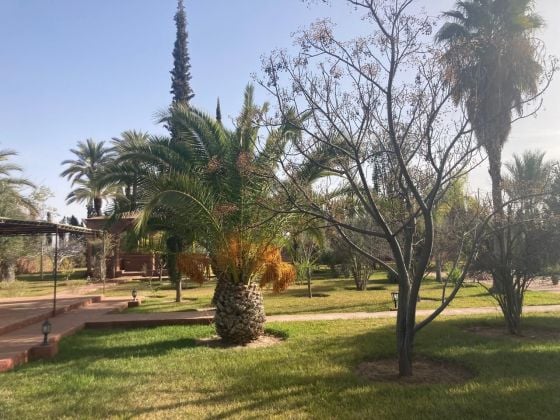 PROFITEZ LES DIRNIERE VILLA A PALMERAIE