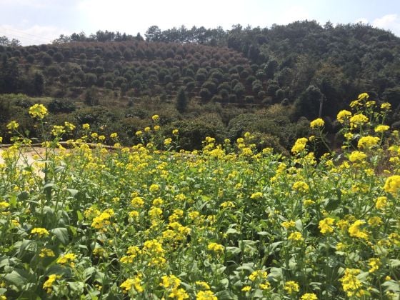 Viva la Auténtica China Rural: Hospédese en la Aldea Baixi, ...