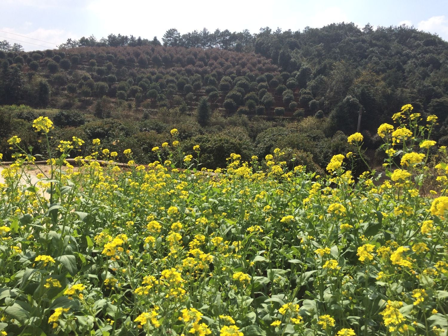 Experience Authentic Rural China: Stay in Baixi Village, Home of Peking University's Founder