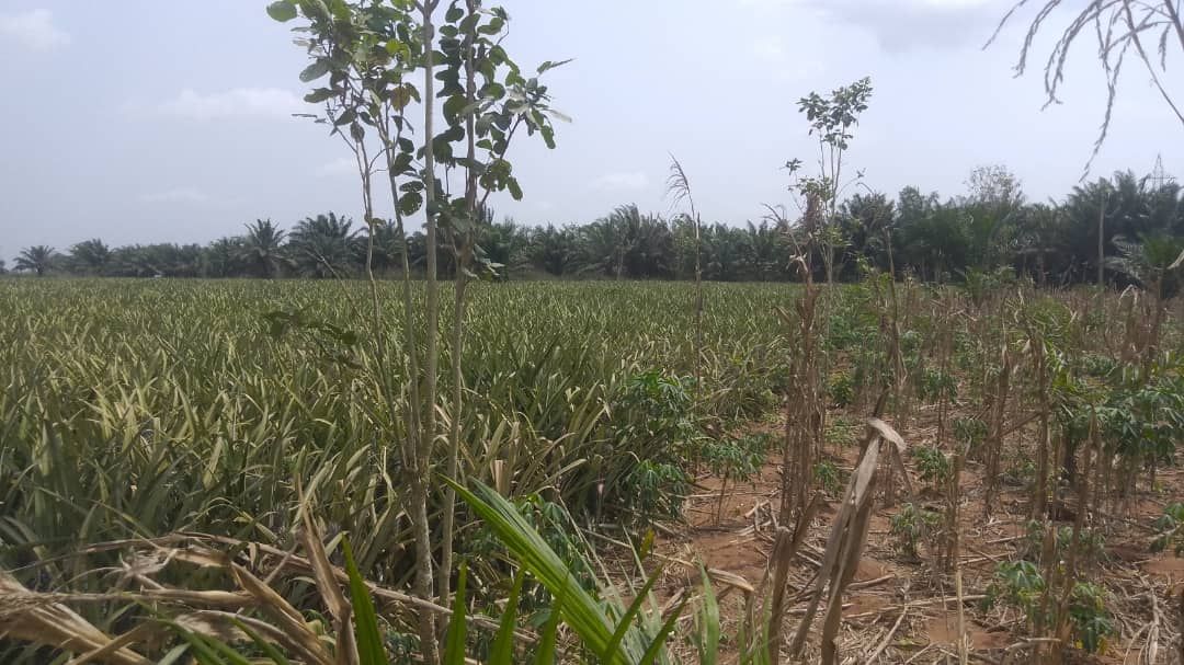 Plot with TF in Zinvi&#2013265929;