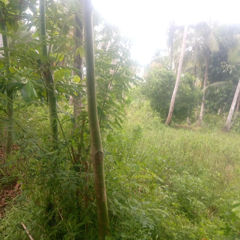 Mtule farmland with big fish pool for sale