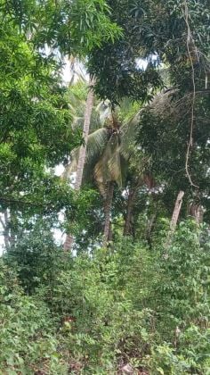 Muungoni land for sale