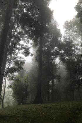 13.5 Acres of Pristine Jungle