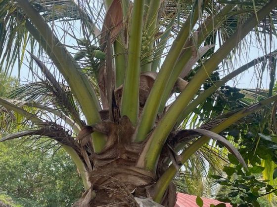 Fruit and Fish farm for sale 