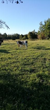 Beautiful land in southern Chile
