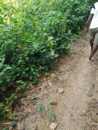 Parcelle 05 hectares à Yakassé-mé 45 KM D'Abidjan