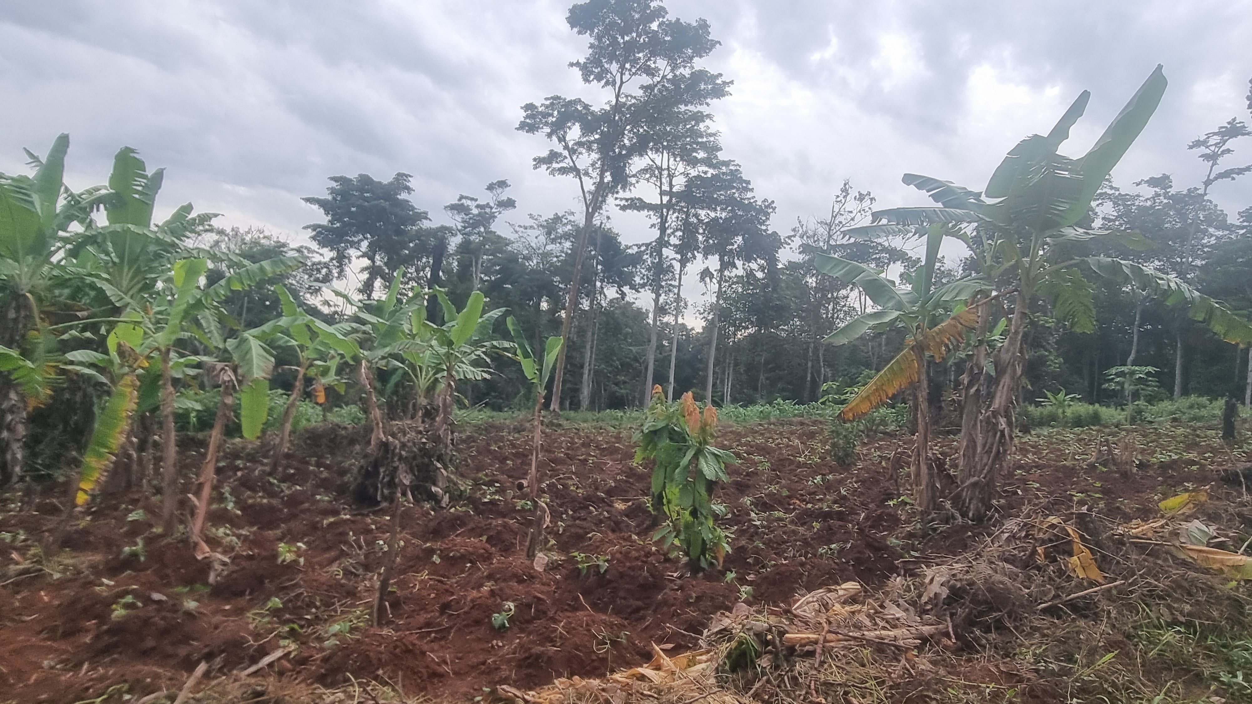 3 hectáreas de terreno titulado en venta en el distrito de Nsimalen 