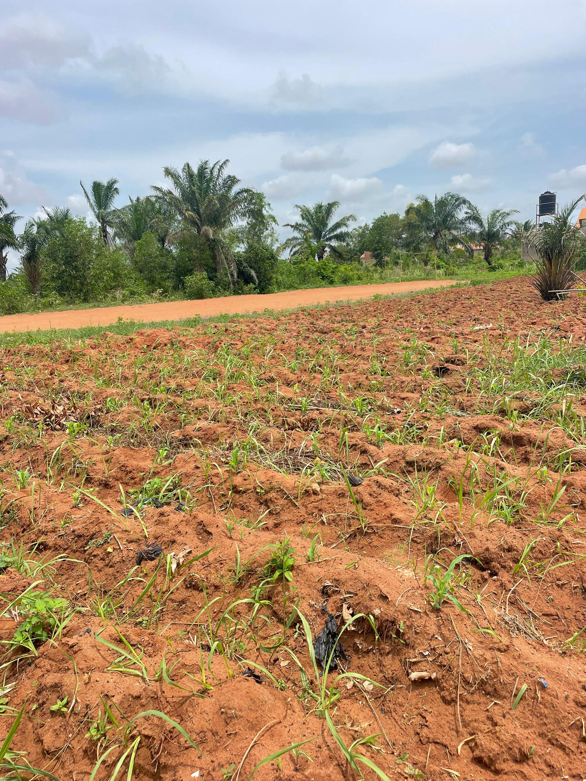 TF PLOT IN TOGBA ABOMEY-CALAVI