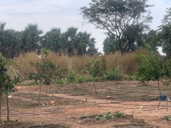 Spacious 80m x 200m Land for Sale in Sanyang – Ideal for Home or ...